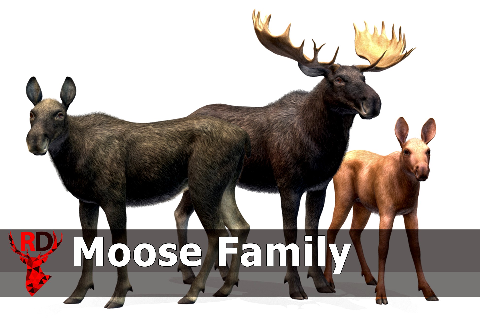 Moose Family
