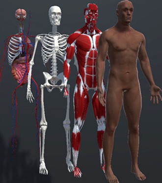 Human Humanoid Skeleton Muscle Skin Veins Stomach Liver Heart Lungs Scull Anatomy Low Poly 3D Model