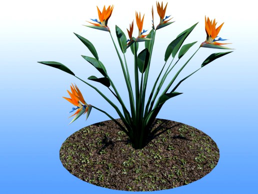Bird of Paradise