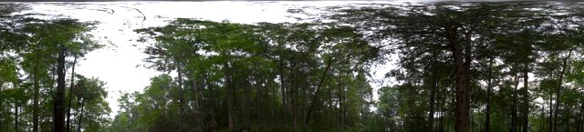 Forest HDR 360 panorama 3D Model