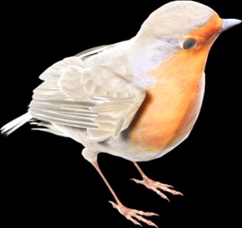 Robin
