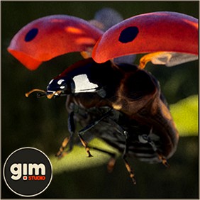 Animalia - Ladybug