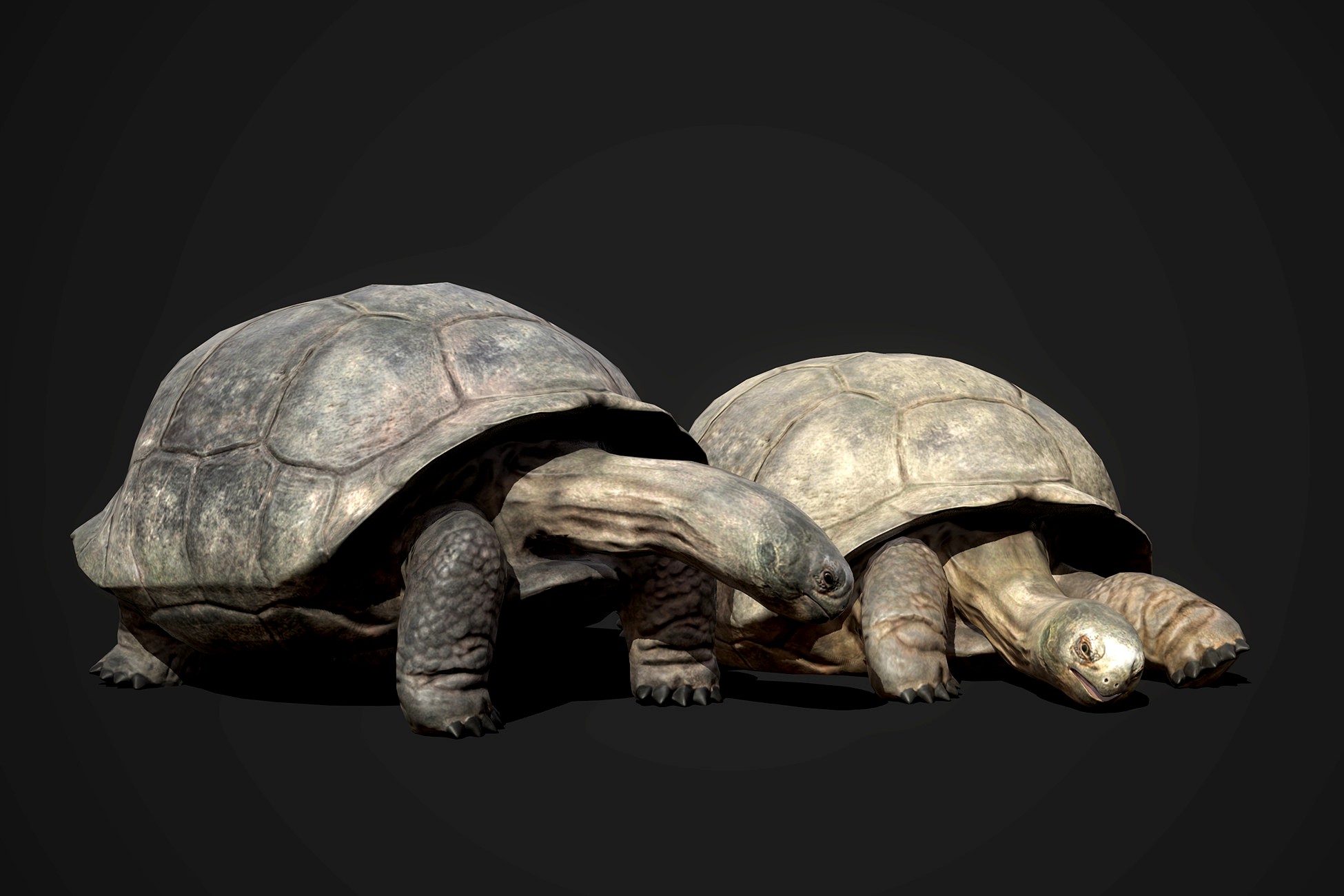 Big Galapagos Tortoise