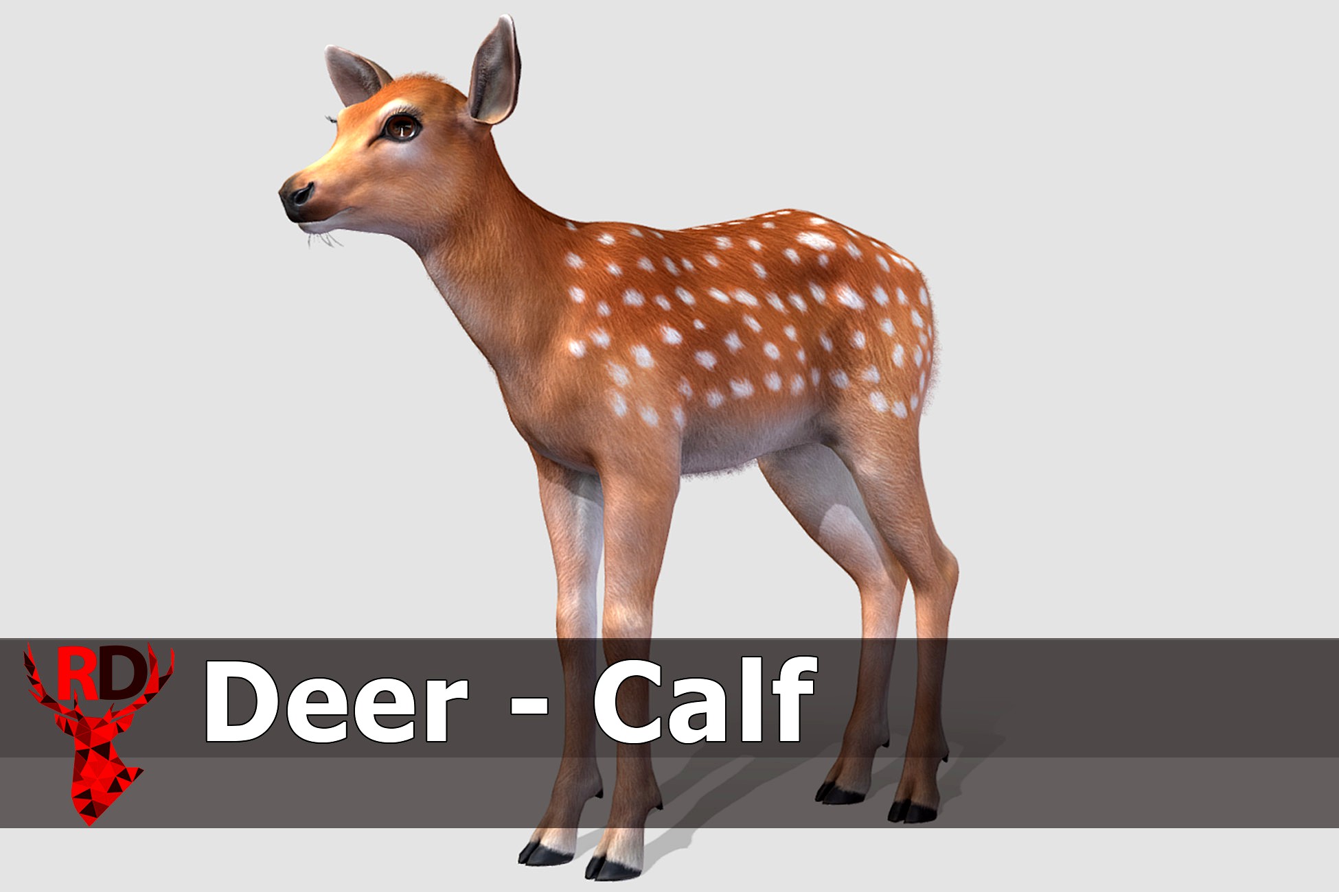 Deer - Calf