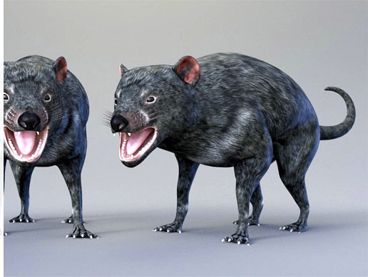Tasmanian Devil