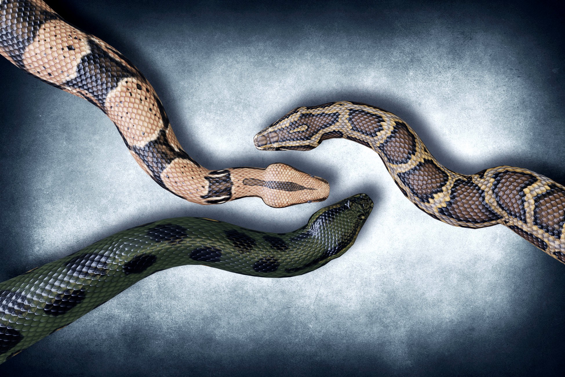 Animated Pythons PBR Volume 1