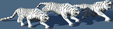 White Tiger