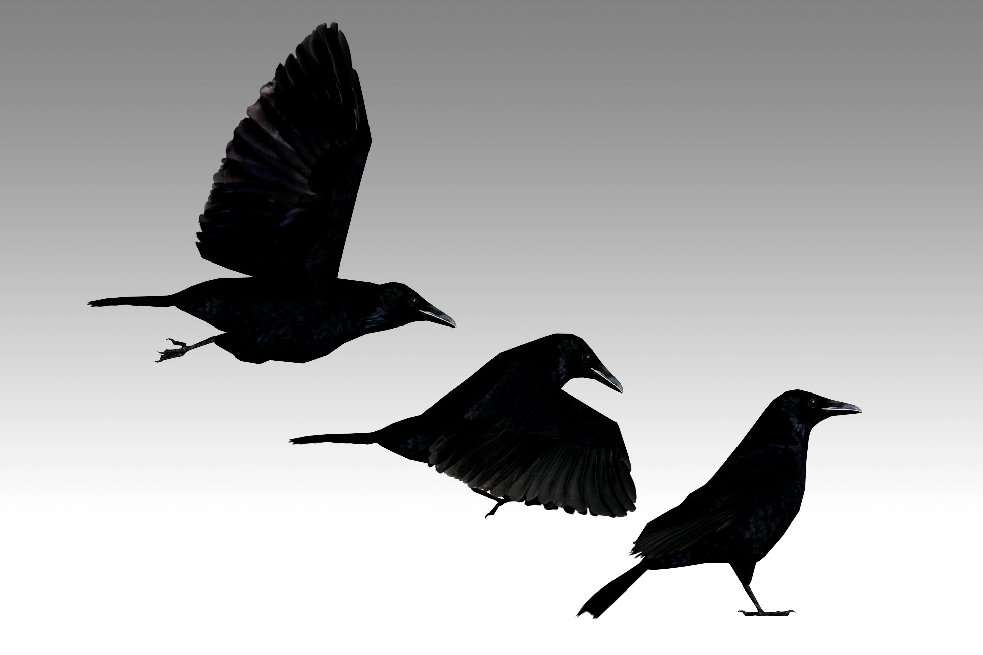 Carrion Crow Animated