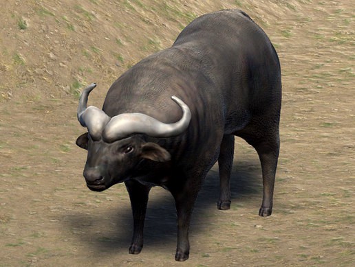 Bison
