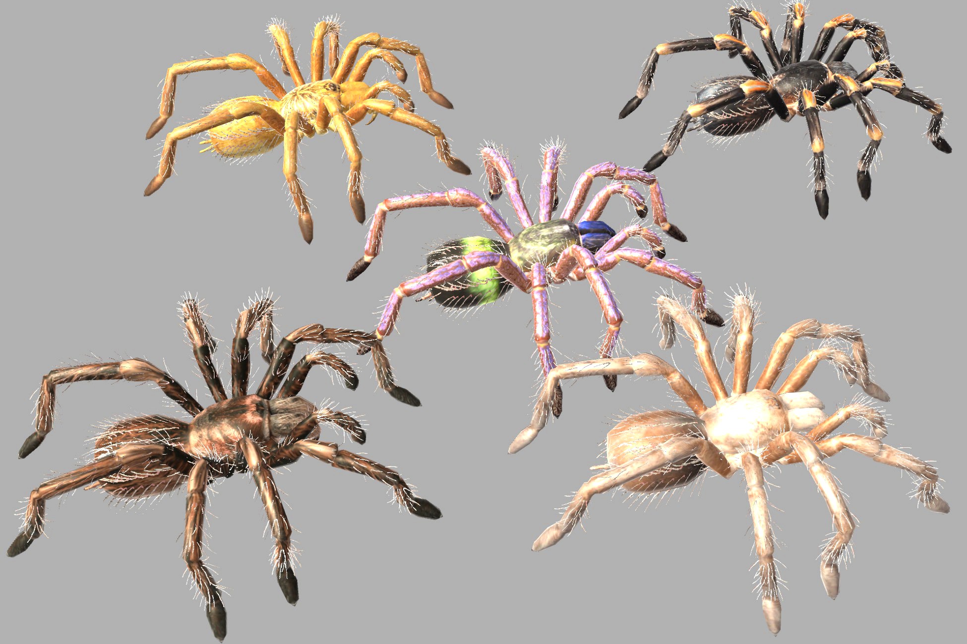 Tarantula