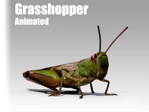 Grasshopper Animated
