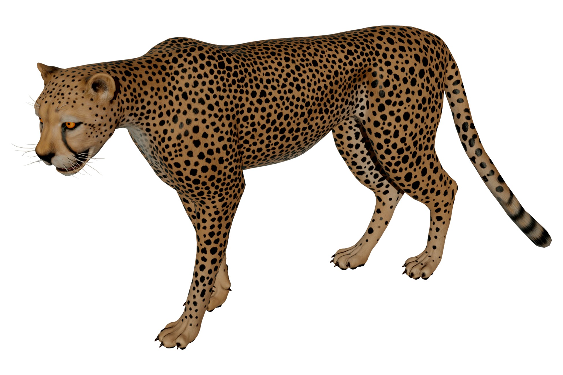 Cheetah african