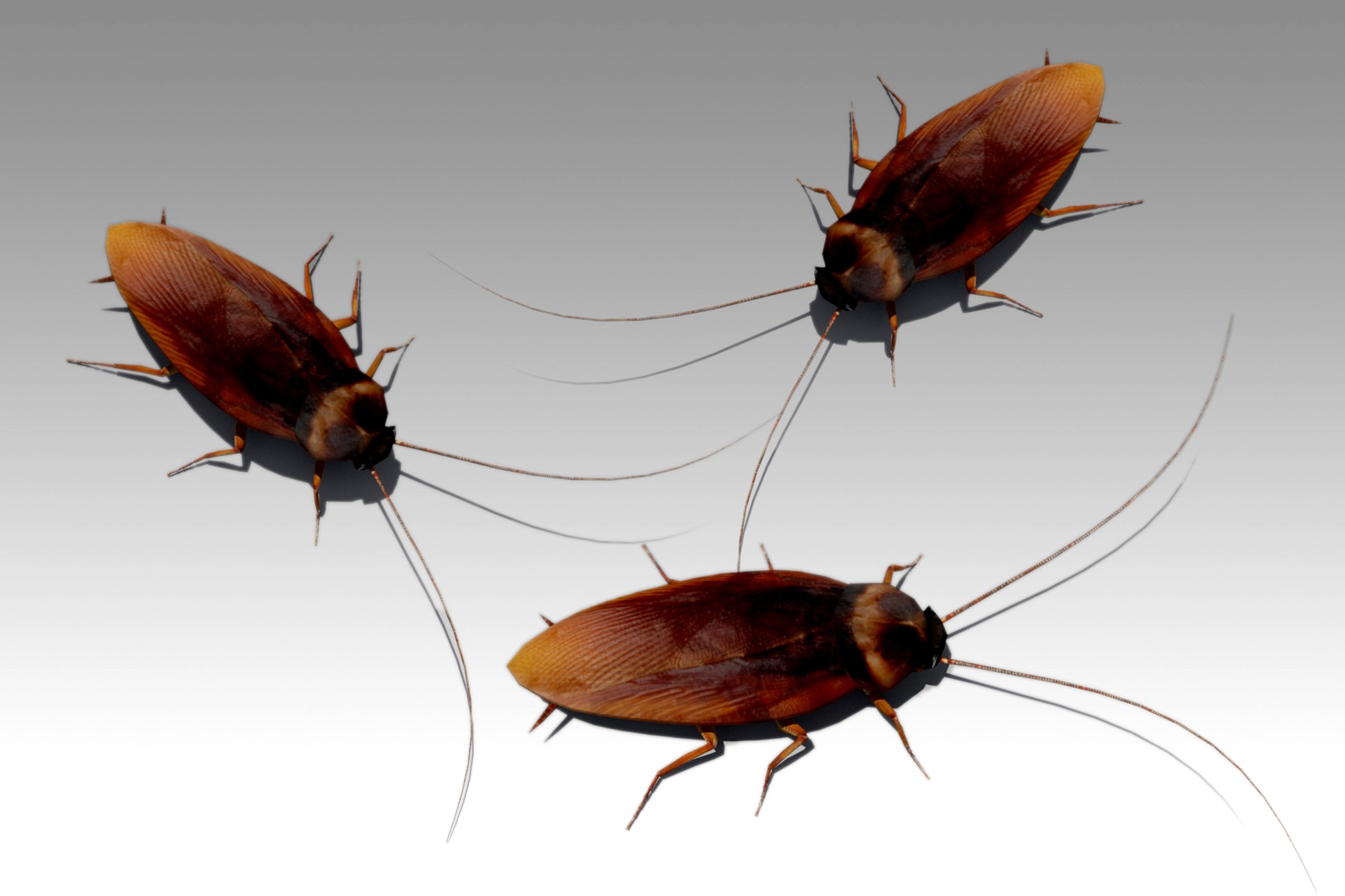 Cockroach