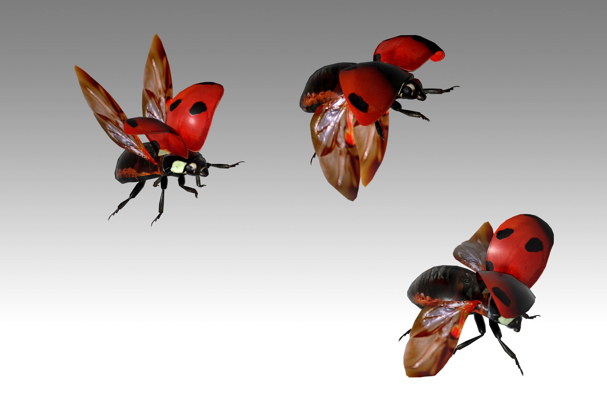 Ladybug Animated