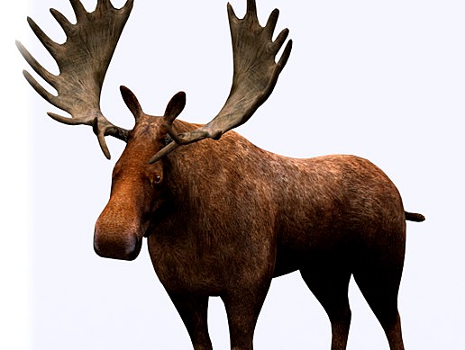 3DRT-animals wild Moose