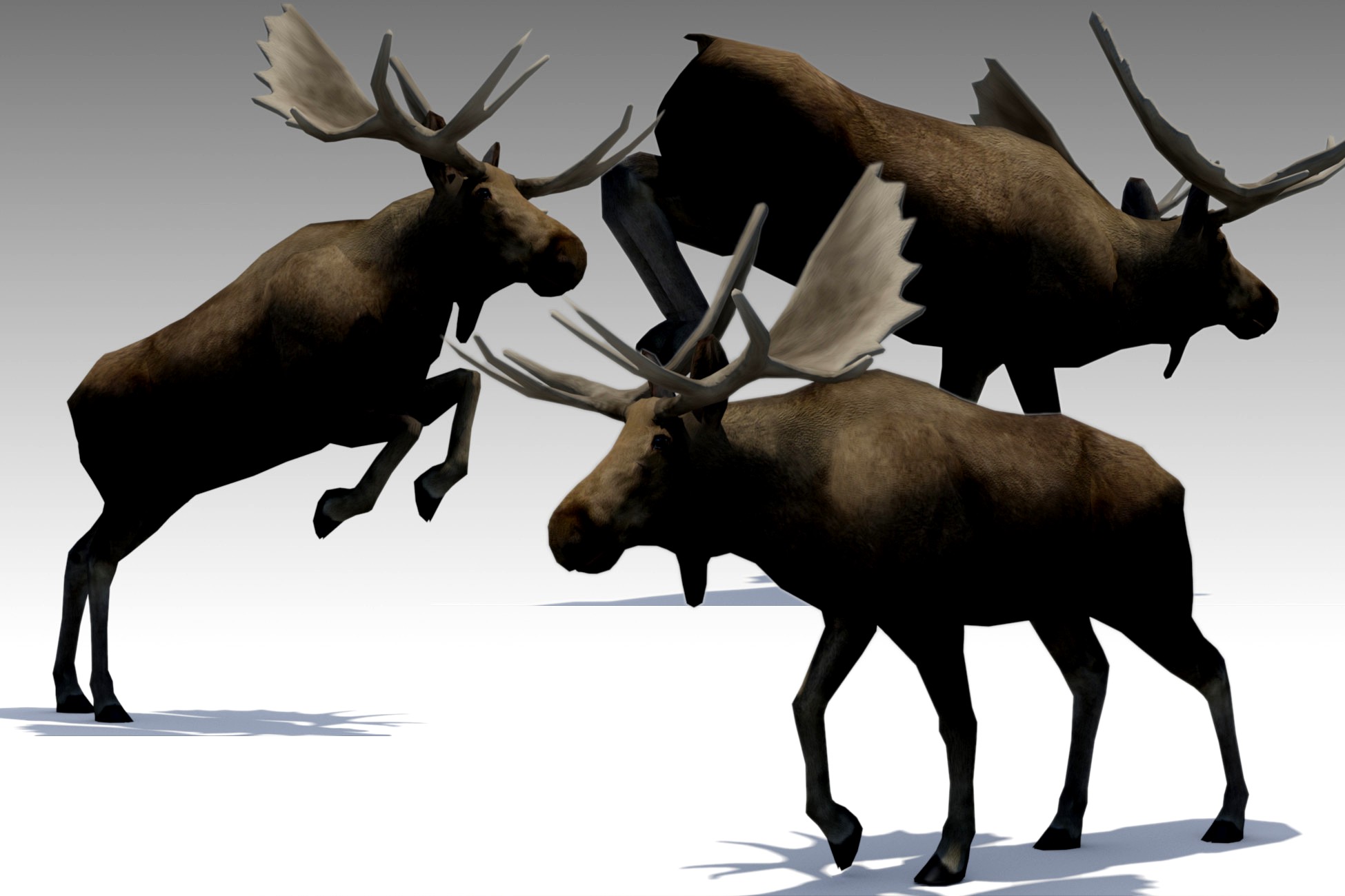 Moose