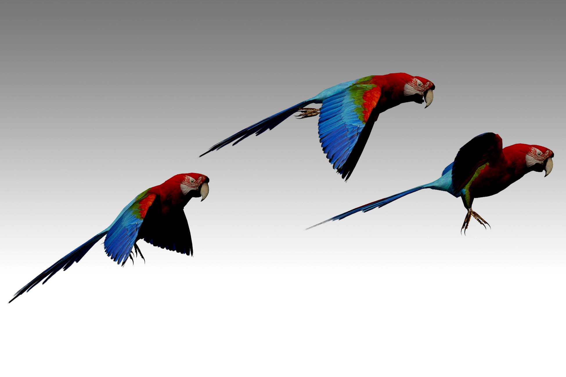 Parrot Animated