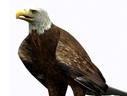 Animals Bird Eagle