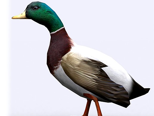 3DRT-Animals Birds Duck