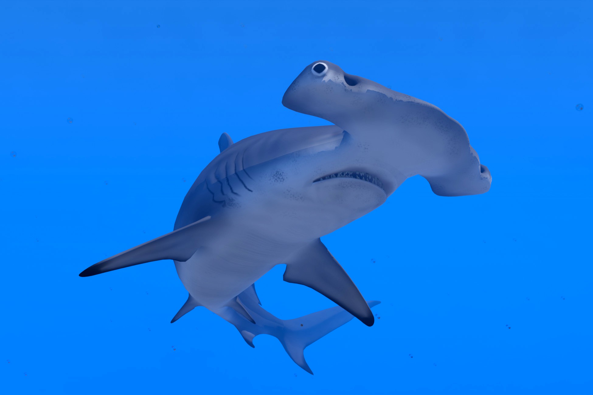 Hammerhead Shark