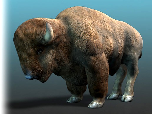 American Animal - Bison (Buffalo)