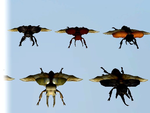 Beetle