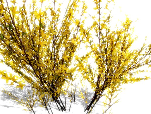 Forsythia Bush