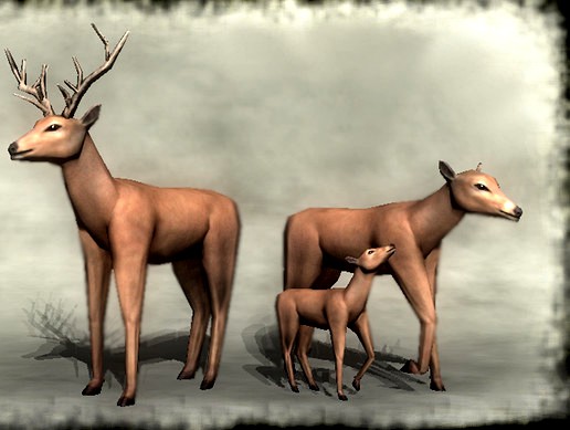Animals - Deer
