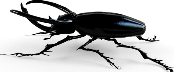 rhinoceros beetle