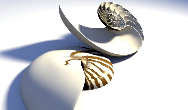 Nautilus Seashell 3D Model