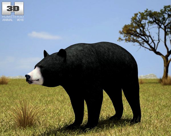 American Black Bear Ursus Americanus 3D Model