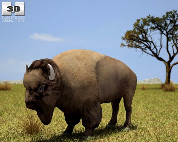 American Bison Buffalo Bison Bison 3D Model