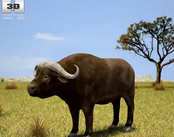 African Buffalo Syncerus Caffer 3D Model