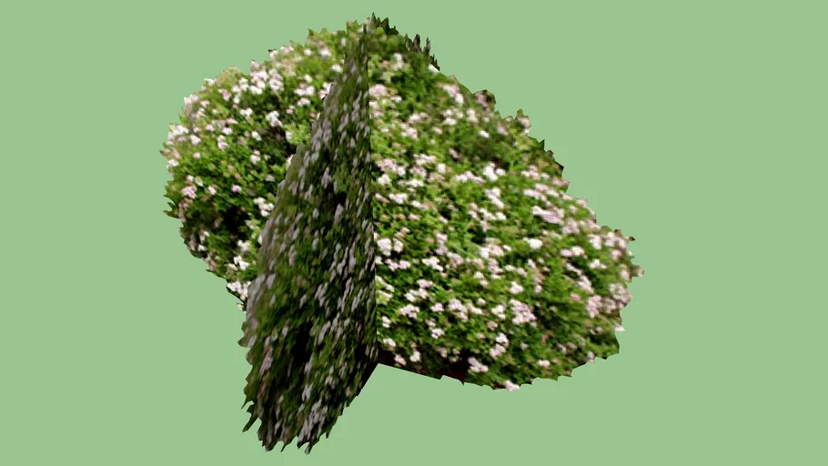 2.5D Spirea 'Little Princess'