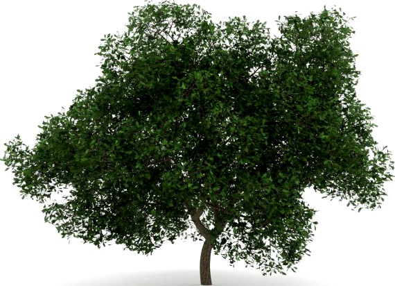 English Oak 8M 3D Model