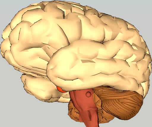 brain