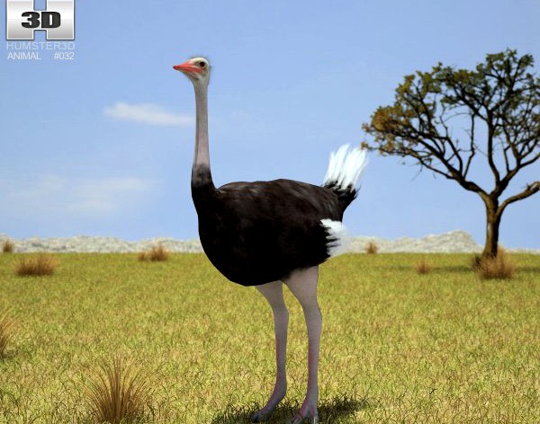 Ostrich Struthio Camelus 3D Model