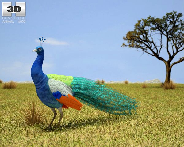 Indian Peafowl Pavo Cristatus 3D Model