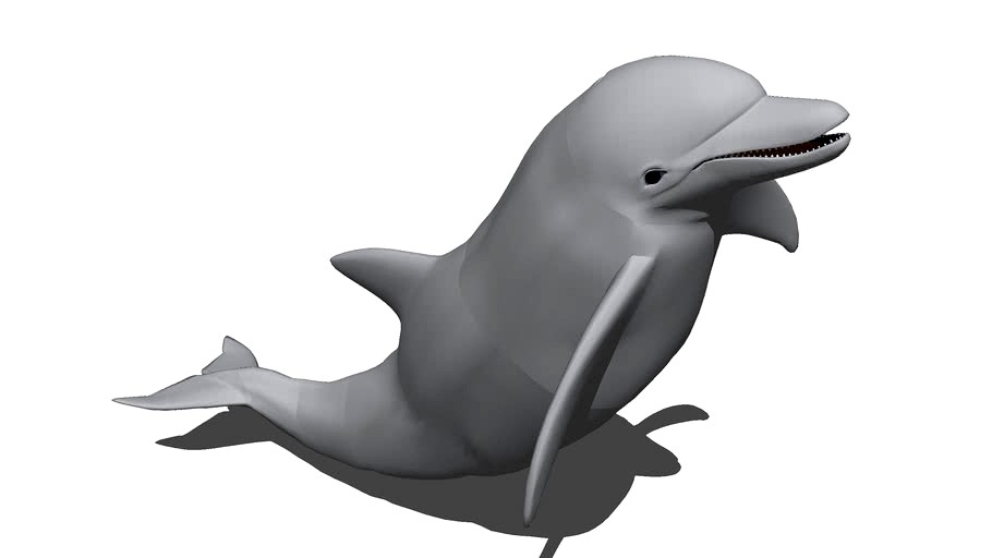 *Dolphin*