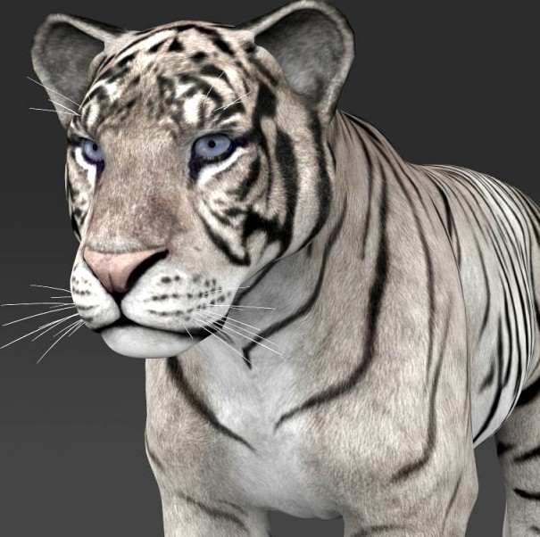 Realistic White Tiger 3D Model