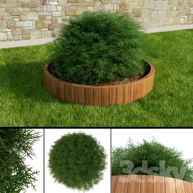 Thuja