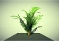 Low poly plant 3D Model