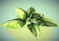Low poly plant 3D Model