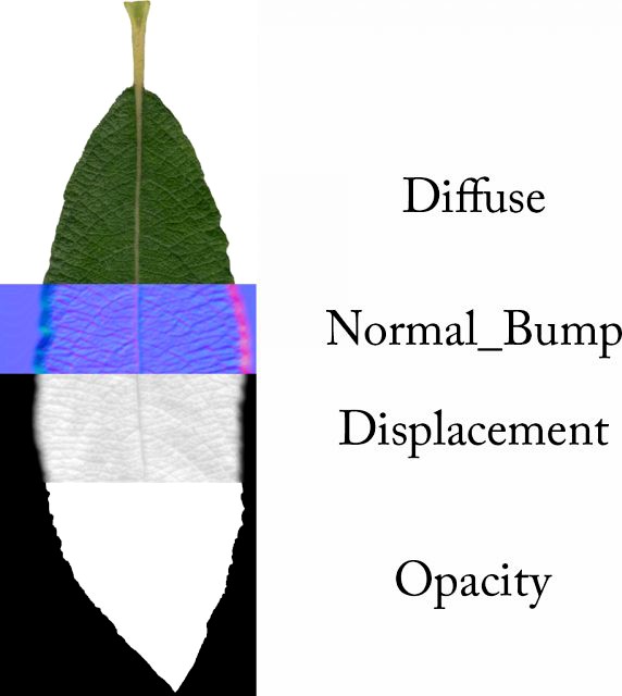 Leaf 3D Model