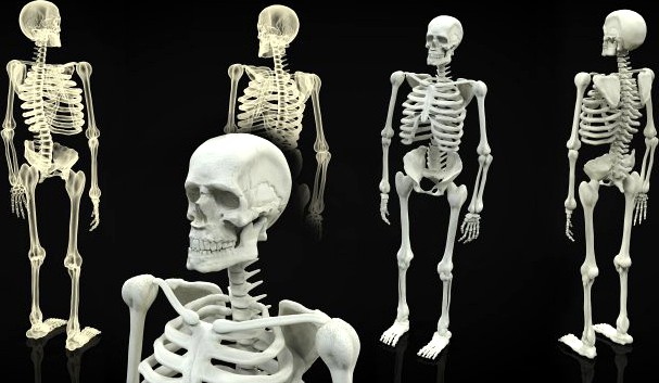 Skeleton Full Body 3D Model