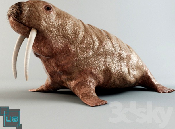 Walrus