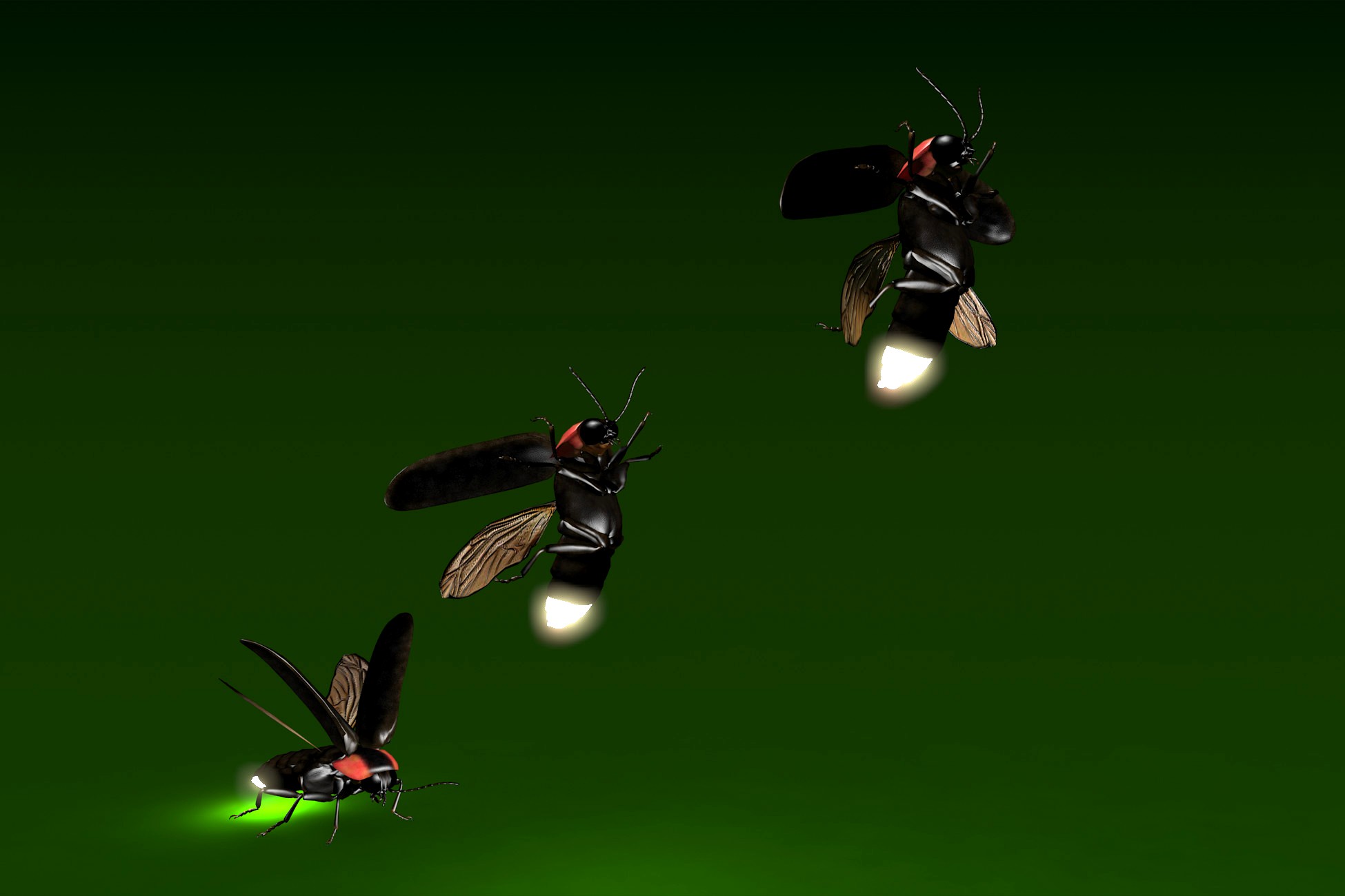 Firefly