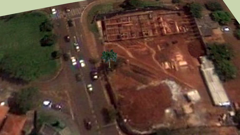 pinheiro de araucaria