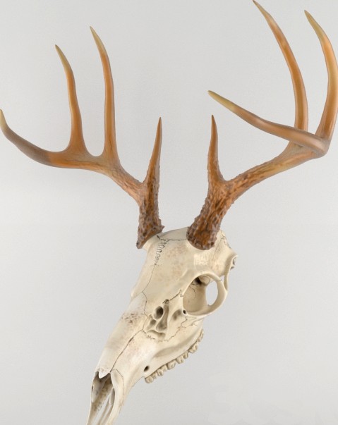 Deer deer skull scull