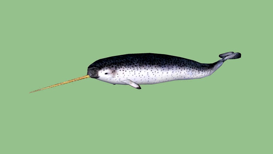 Narwhal